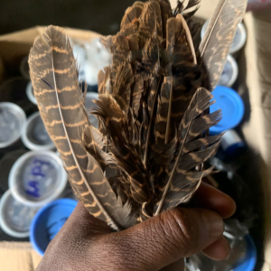 PLUME DE PERDRIX